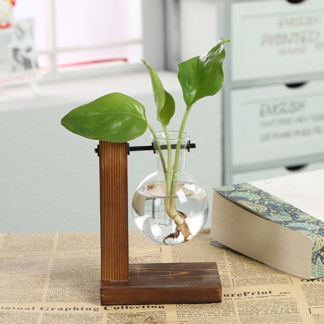 goodies plant pot Hydroponic Transparent Plant Vases – Tay's Goodies