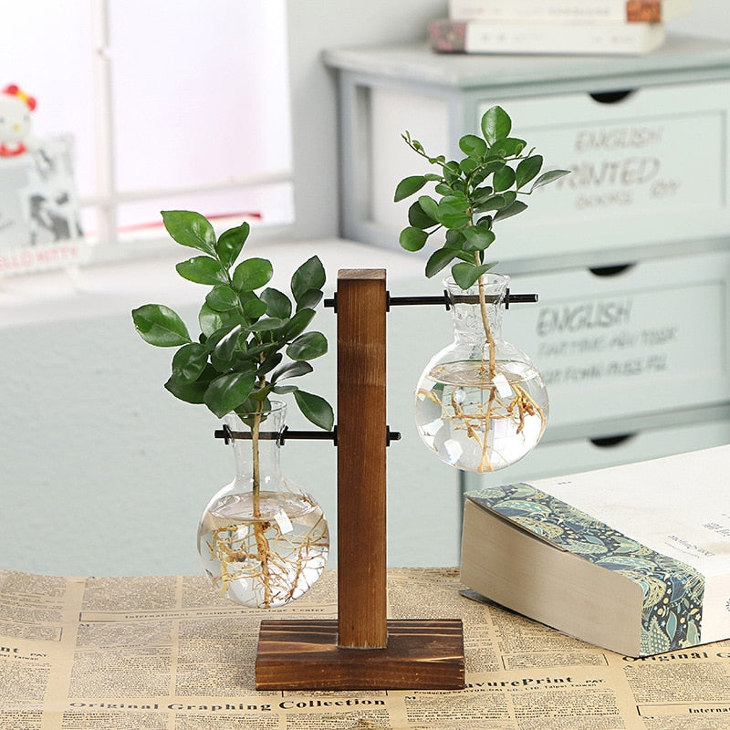 goodies plant pot Hydroponic Transparent Plant Vases – Tay's Goodies