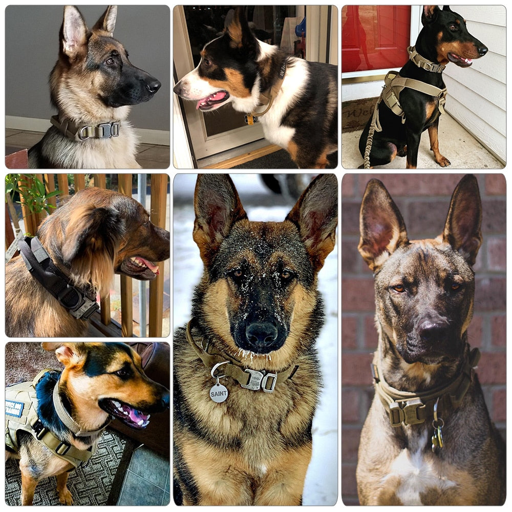 Dog Collar-Tay's Goodies