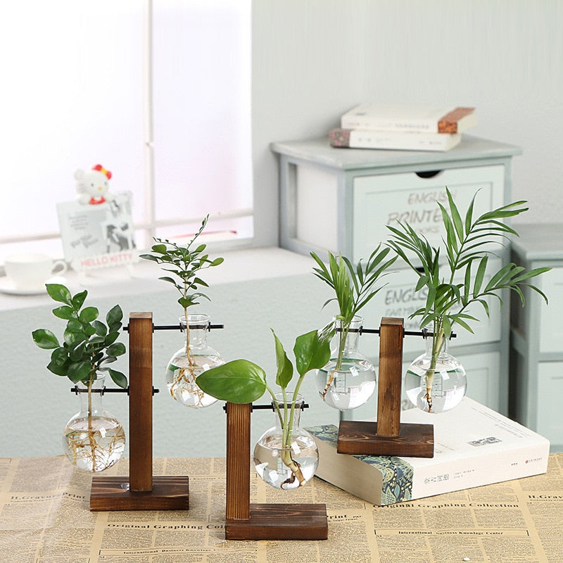 Hydroponic Transparent Plant Vases-Tay's Goodies